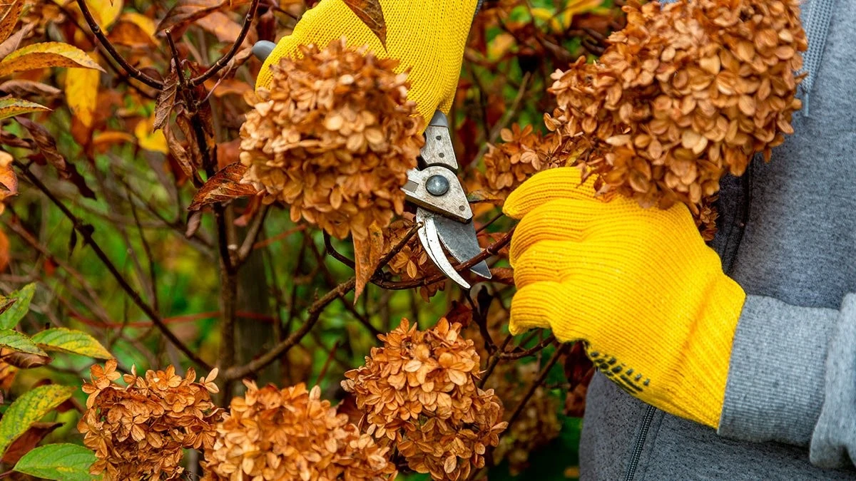 3 krytyczne błędy podczas przycinania hortensji: dlaczego nie kwitną?
