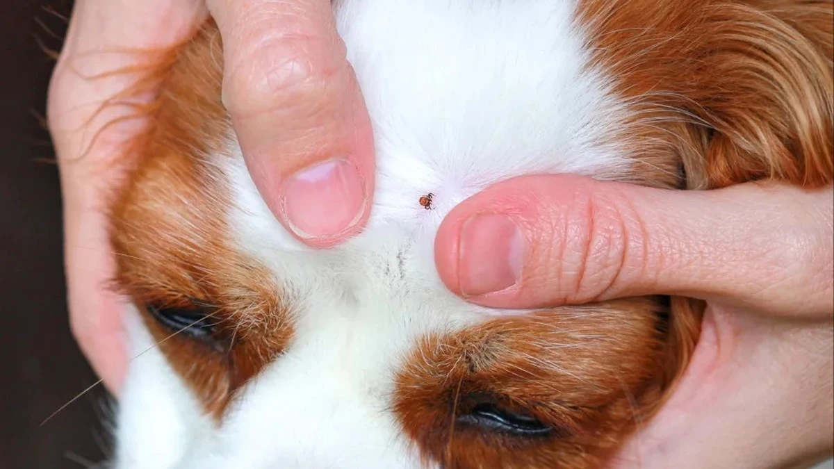 Dlaczego doświadczeni właściciele psów spryskują dywan octem jabłkowym