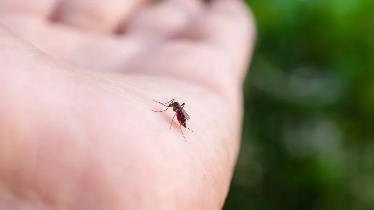 Dlaczego komary częściej gryzą osoby, które jedzą banany i piją piwo