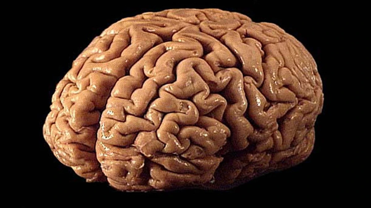 Pięć nawyków, które neurolog uważa za klucz do młodego mózgu - image 1
