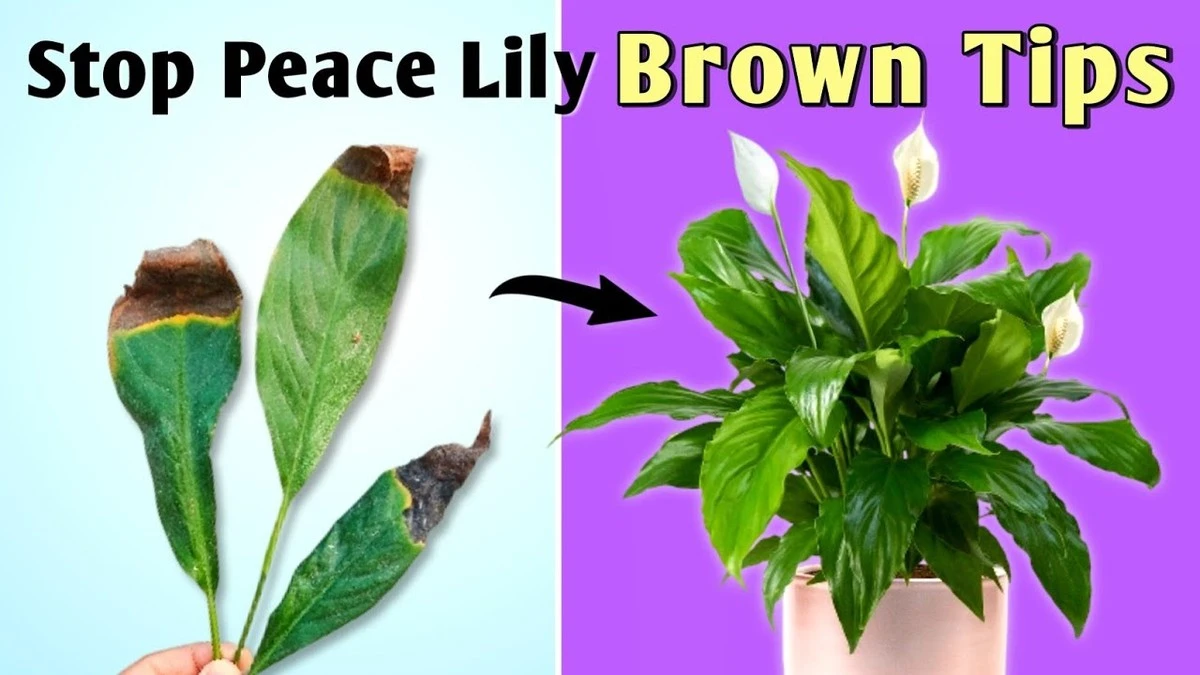 Dlaczego końcówki liści skrzydłokwiatu brązowieją pod wpływem wody z kranu - image 1