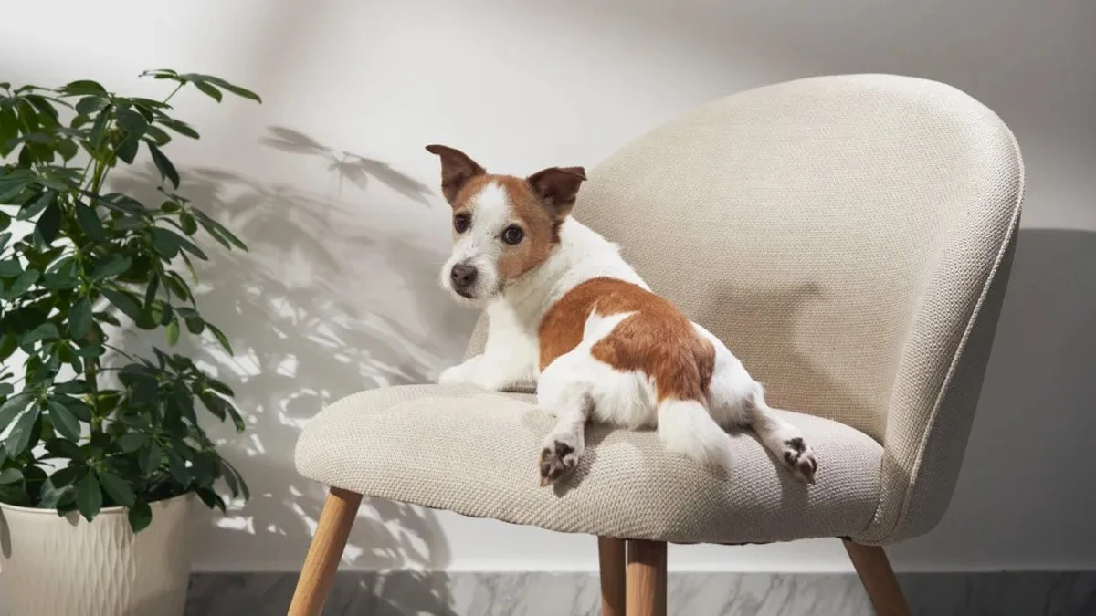 Trzy miejsca w domu, o których zapomina każdy właściciel psa