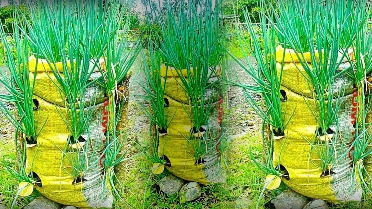 Nie błękitny płyn, a ten trik z reklamówką: Cebula rośnie jak szalona - image 1