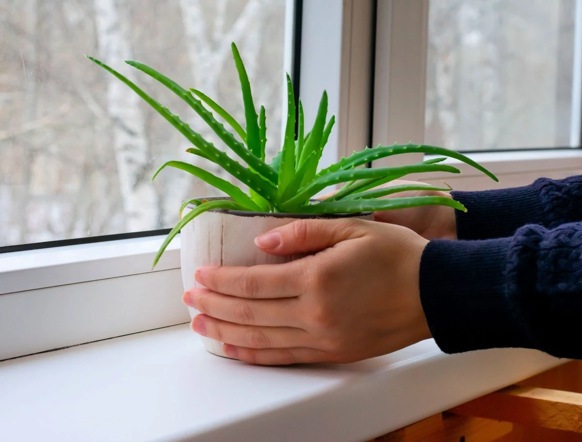 Dlaczego warto mieć aloes w doniczce zamiast drogich kosmetyków - image 1