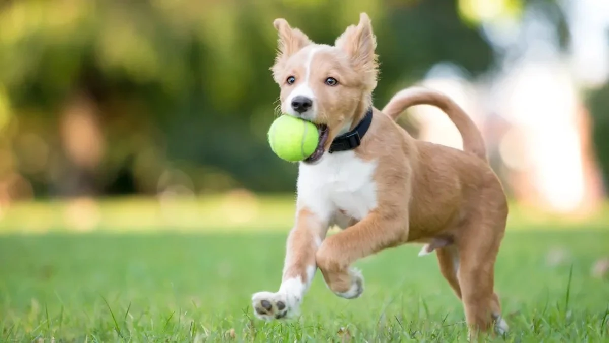 Dlaczego piłki tenisowe to zły wybór dla twojego psa