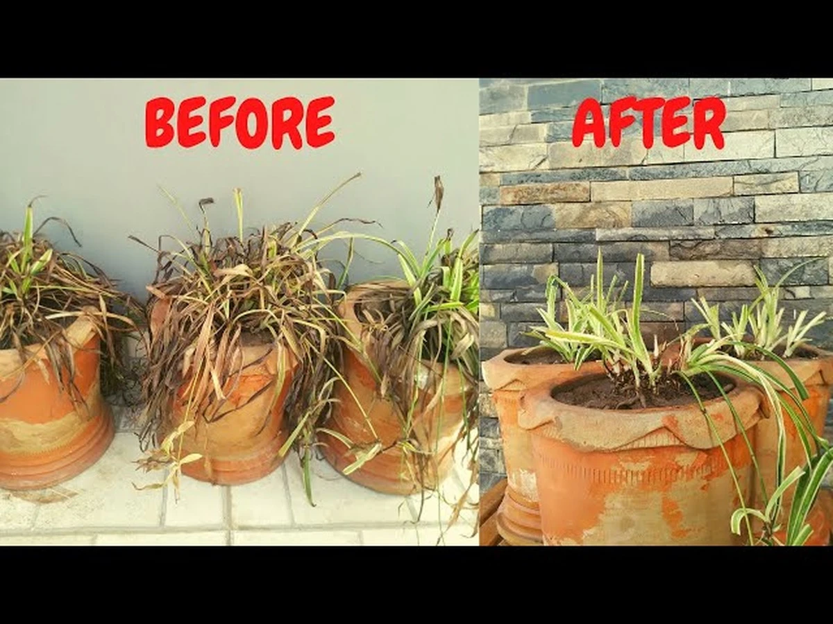 Zamiast nawozu użyj tej metody: uratujesz uschniętą zielistkę bez kosztów - image 1