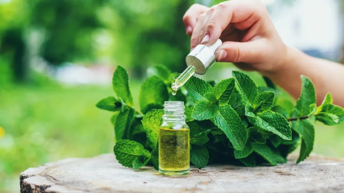 Pięć naturalnych sposobów na komary, które działają lepiej niż popularna citronella