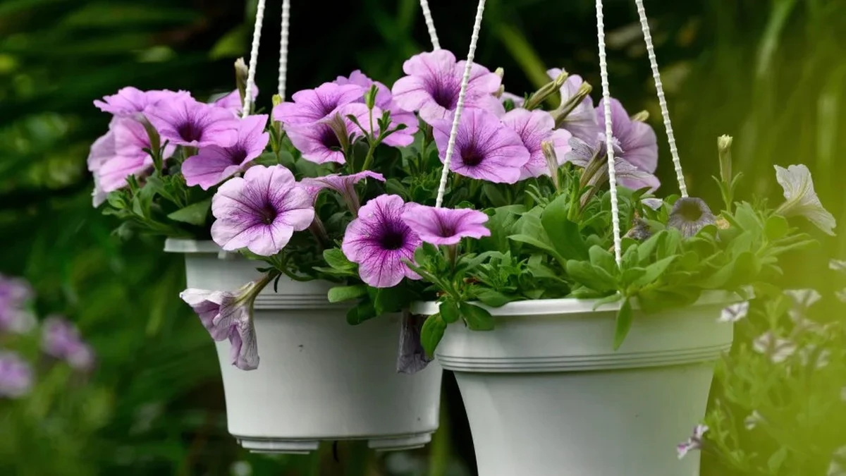 Dlaczego doświadczeni ogrodnicy puszczają nasionom dźwięk deszczu