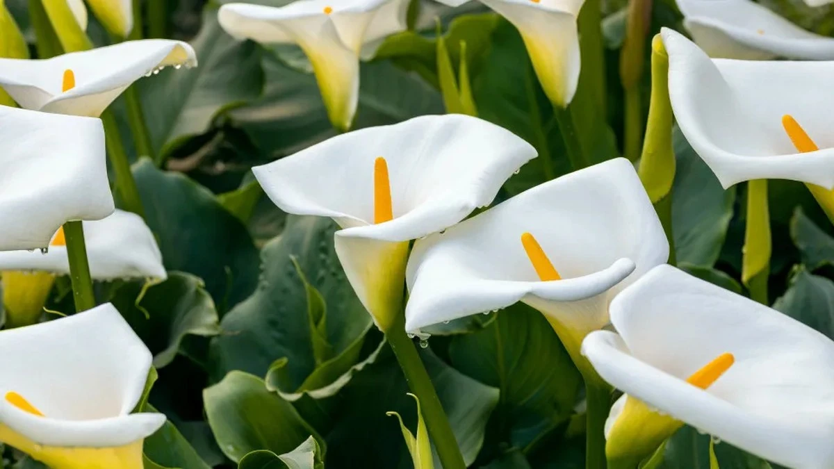 Dlaczego doświadczeni floryści zawsze zakładają rękawiczki, dotykając kalii