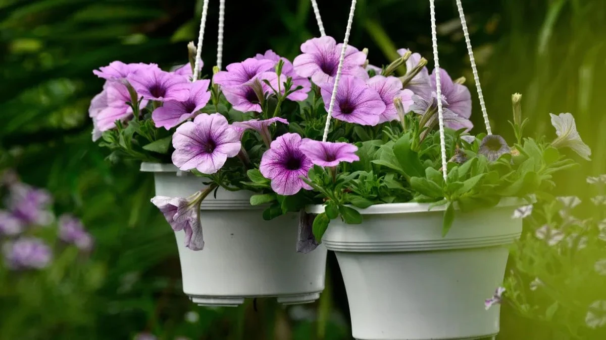 Dlaczego twoje rośliny doniczkowe nie kwitną: 5 prostych trików, które zmieniają zasady gry