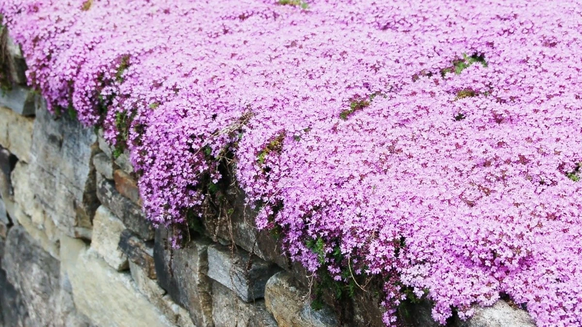 Dlaczego doświadczeni ogrodnicy sadzą skalnicę Arendsa zamiast trawnika
