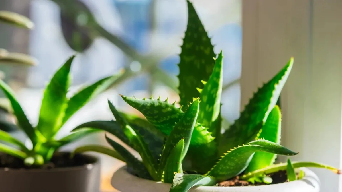 Dlaczego naukowcy zaczęli badać aloes pod kątem pamięci