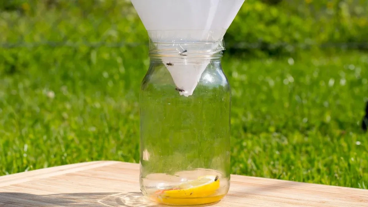 Dwie łyżki octu i ten błąd w kuchni: jak pozbyć się muszek owocówek raz a dobrze