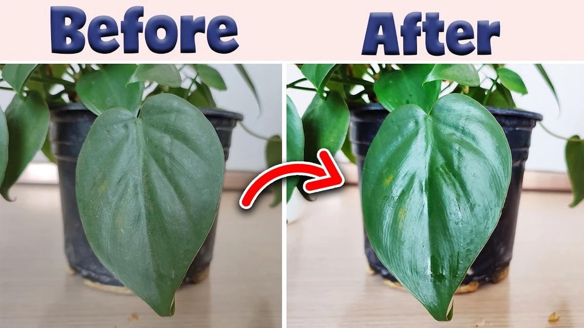 Dlaczego warto przecierać liście roślin wilgotną szmatką przynajmniej raz w miesiącu - image 1