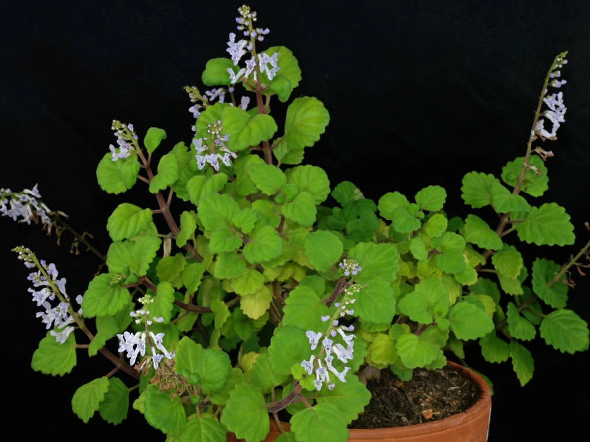 Dlaczego doświadczeni floryści zawsze uszczykują końcówki plektrantusa - image 1