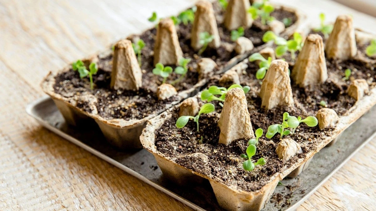 Oto 18 warzyw, które warto wysiać w lutym, by wyprzedzić sąsiadów - image 1