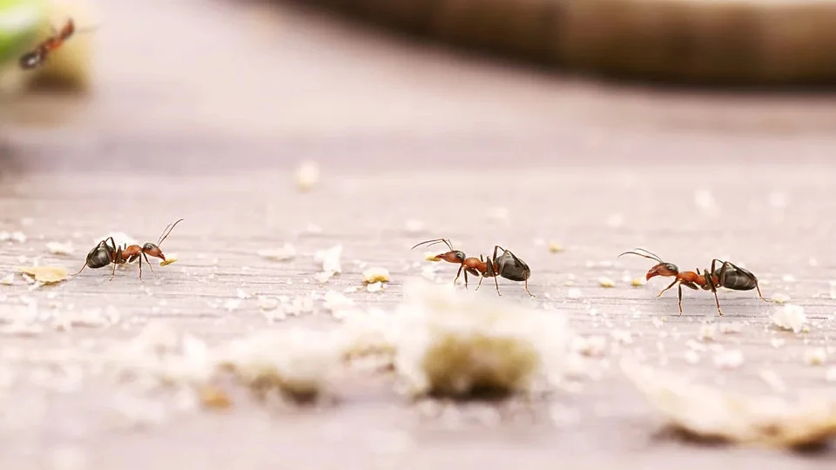 Dlaczego przestałem zabijać mrówki w domu: naturalne sposoby na insekty