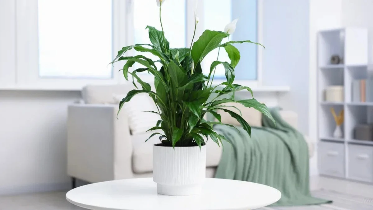 Dlaczego twój skrzydłokwiat więdnie i jak go uratować w kilka dni