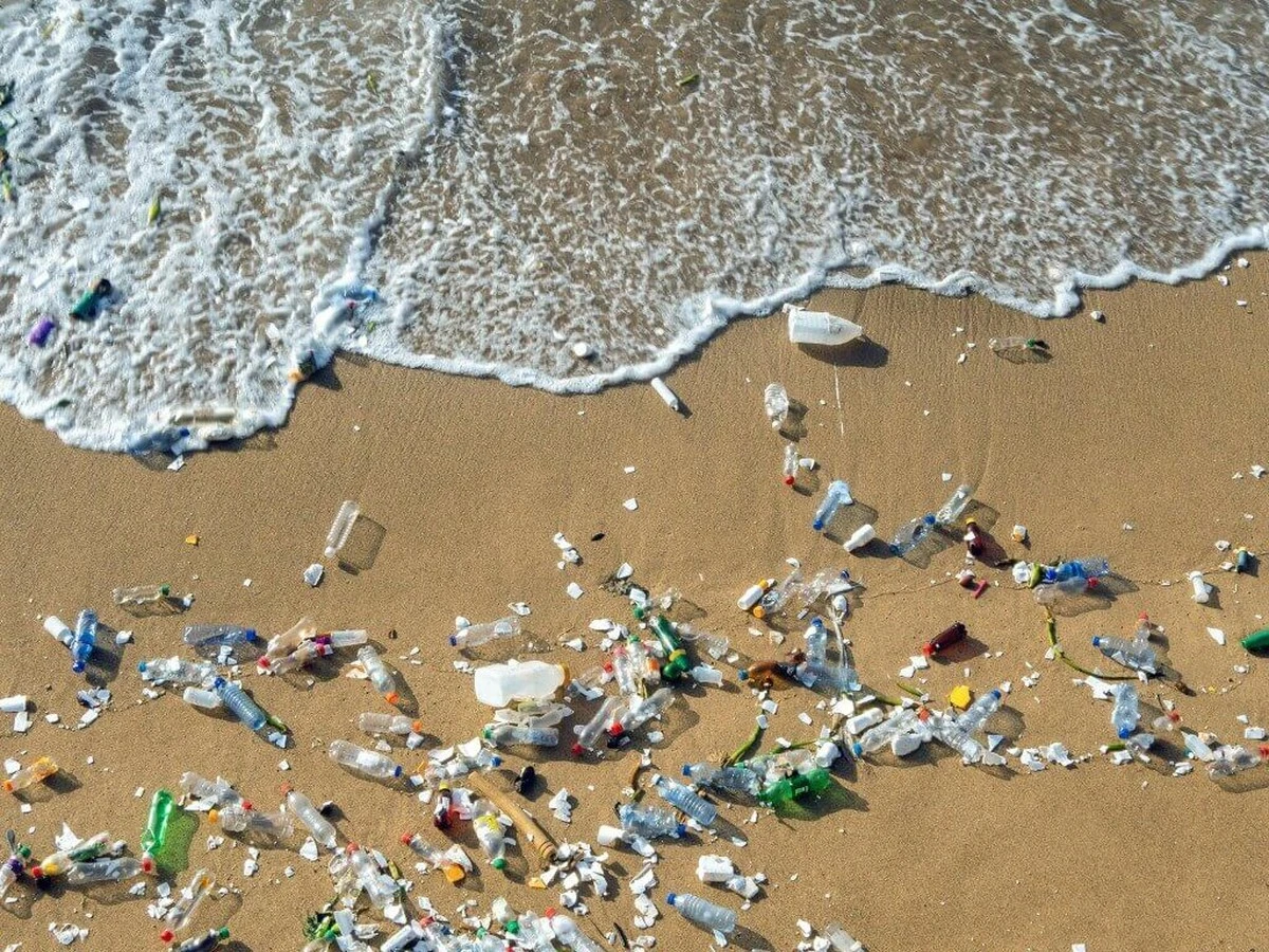 Mikroplastik na końcu świata: co naprawdę jedzą ptaki morskie z Antarktyki - image 1