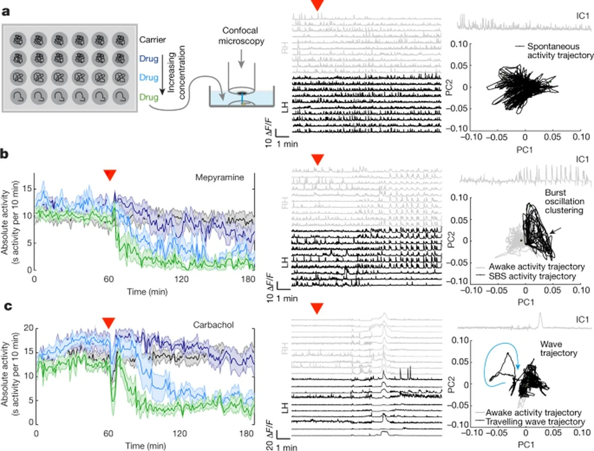 Dlaczego naukowcy badają sen ryb, aby wyleczyć Twoją bezsenność - image 1