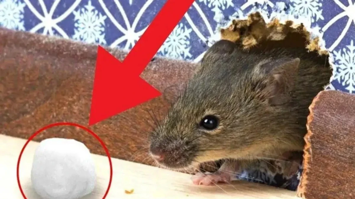 Dlaczego doświadczeni mieszkańcy domów trzymają skrawki wełny w kątach piwnicy