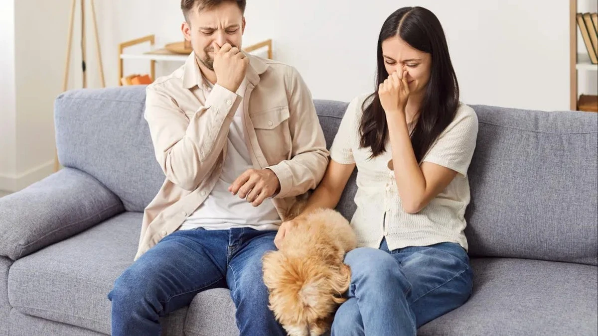Dlaczego sprzątanie domu nie pomaga w walce z zapachem zwierząt