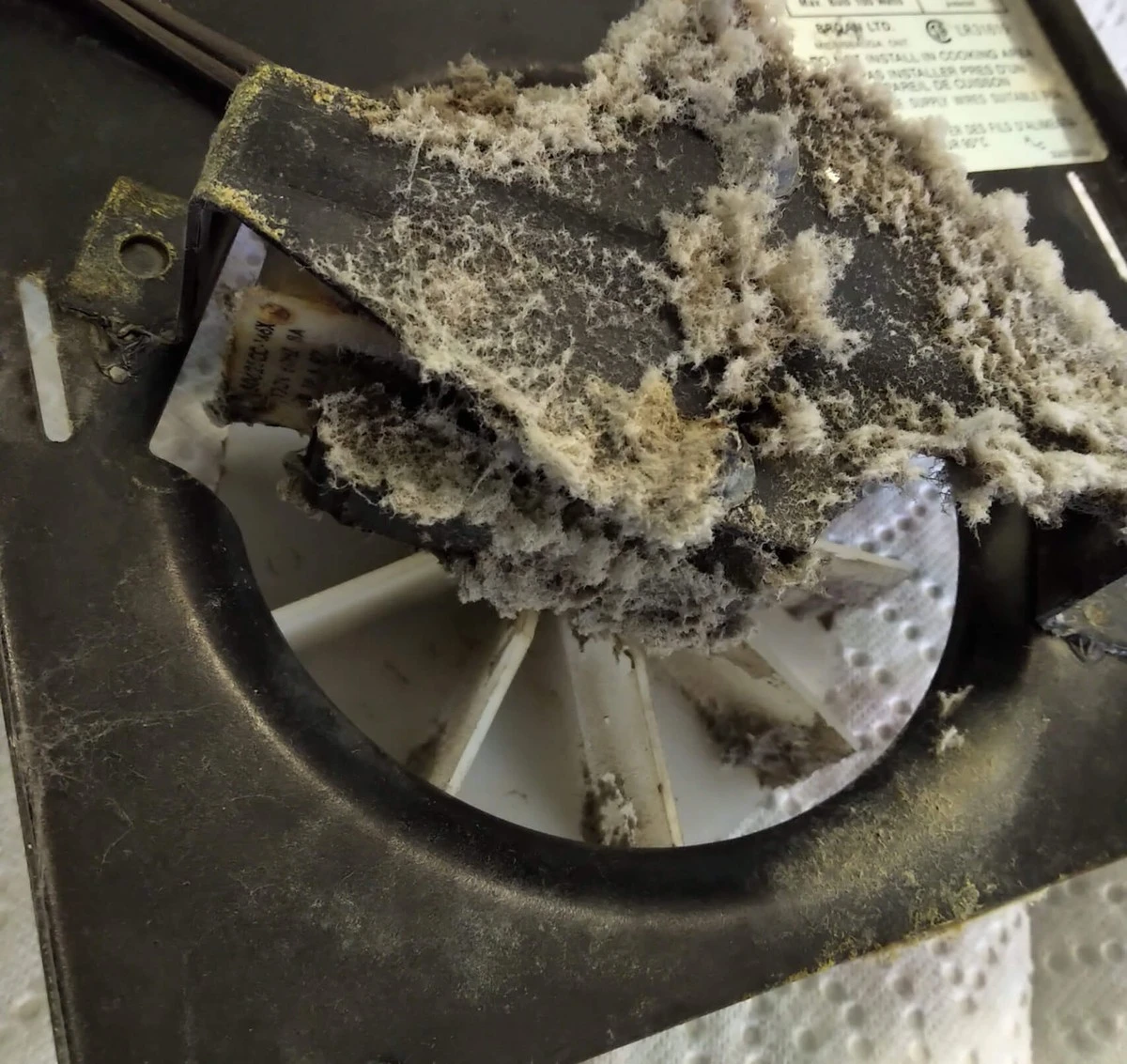 Dlaczego nie powinieneś zostawiać suszarki na blacie po porannym szykowaniu - image 1